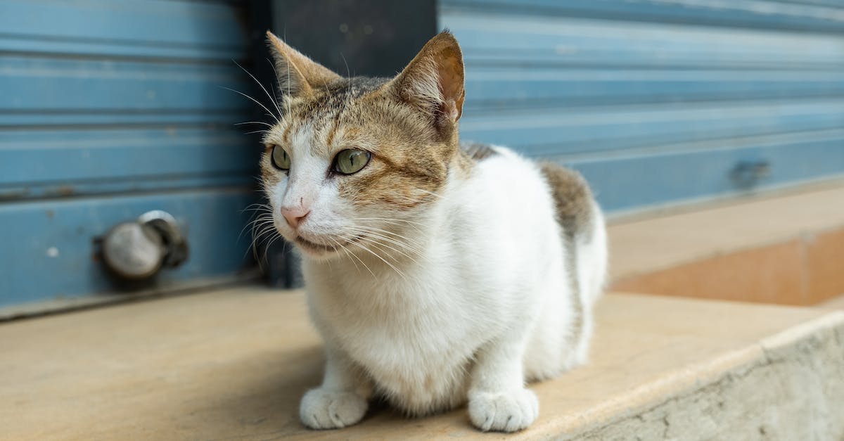 Cat 7