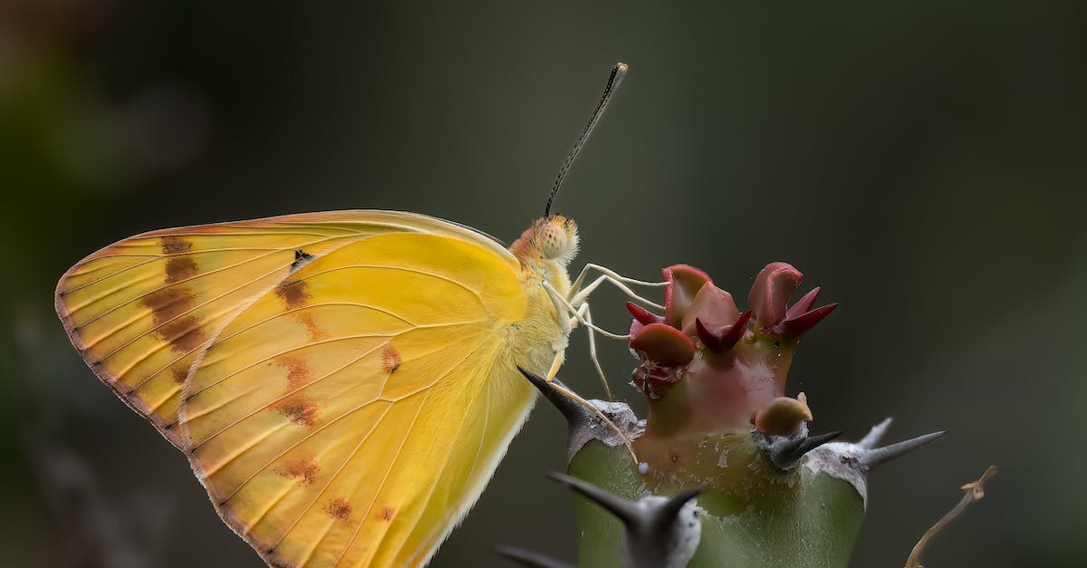 butterfly-bars-definition-and-meaning-rehook