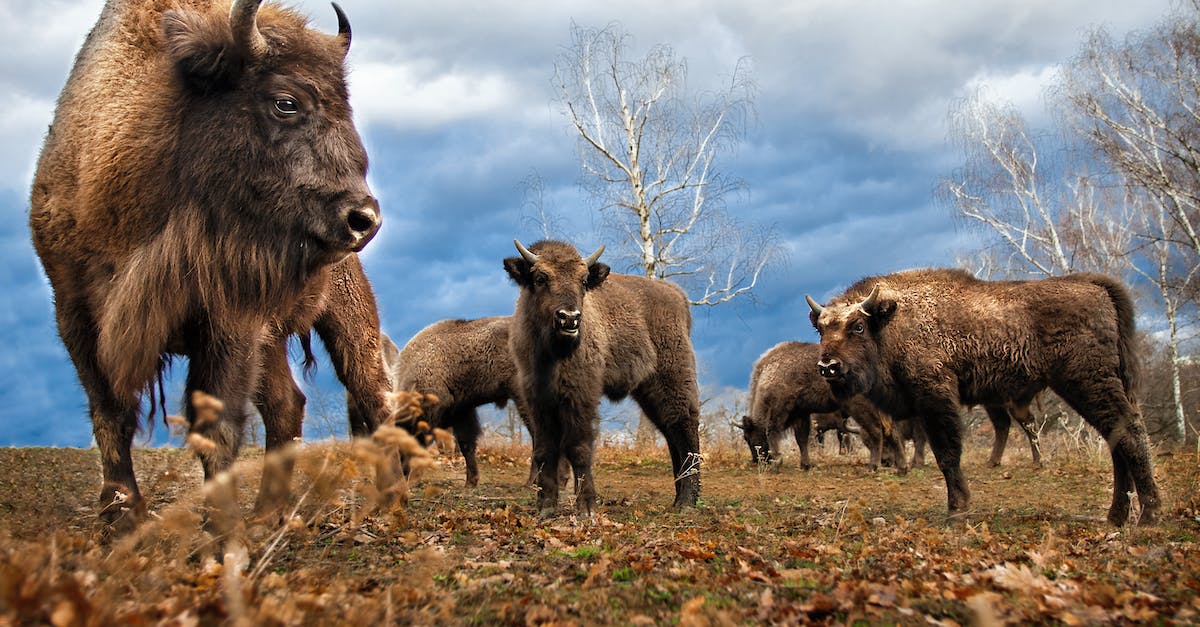 Bull Horns