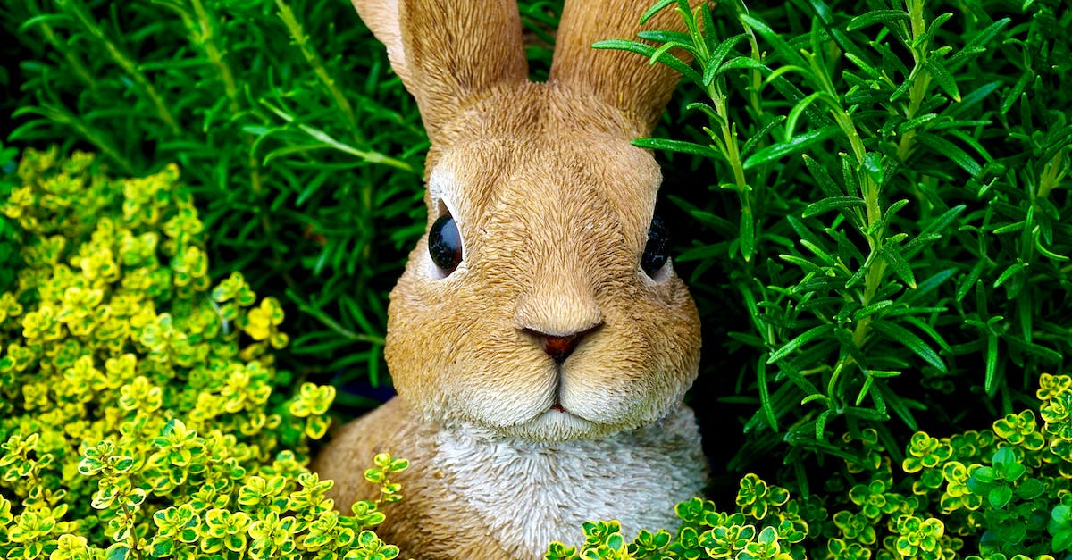 Bunny Hop