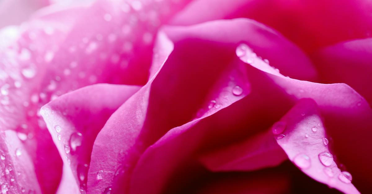 corsa-rosa